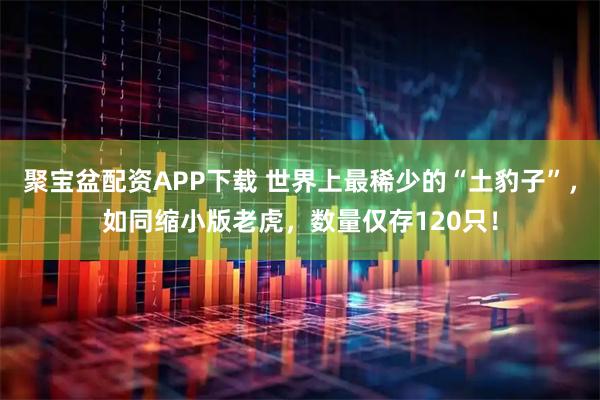 聚宝盆配资APP下载 世界上最稀少的“土豹子”，如同缩小版老虎，数量仅存120只！