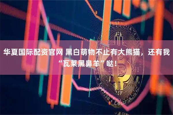 华夏国际配资官网 黑白萌物不止有大熊猫，还有我“瓦莱黑鼻羊”哒！