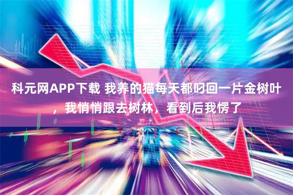科元网APP下载 我养的猫每天都叼回一片金树叶，我悄悄跟去树林，看到后我愣了
